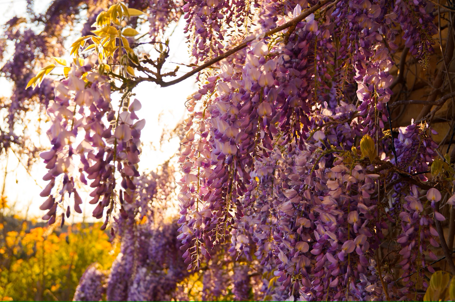Wisteria Plant