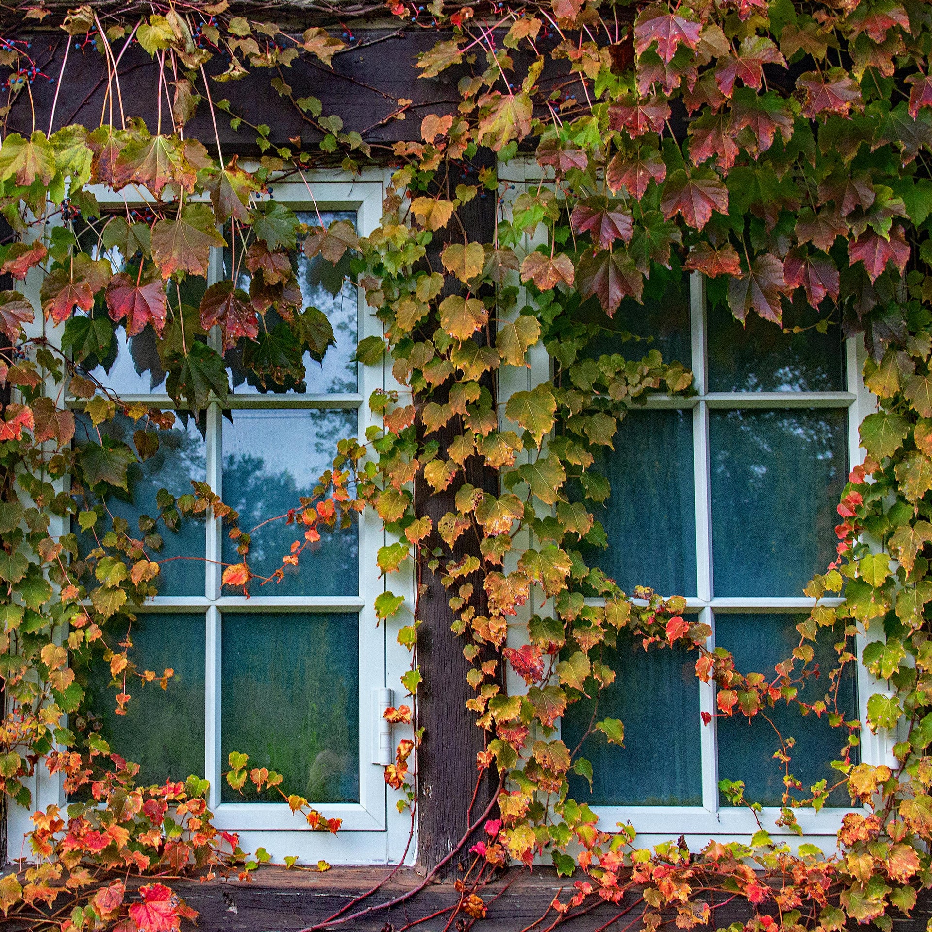 Reaching New Heights: A Gardener’s Guide to Growing Climbing Plants on Trellises and Beyond!