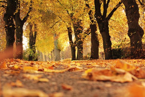 5 Easy Fall Decorating Tips