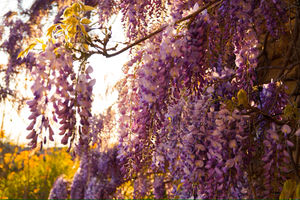 Why you should choose the beautiful Wisteria plant for your home.