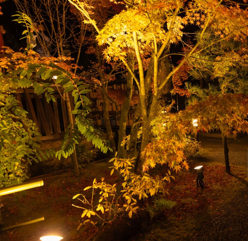 Glow Up Your Garden: How Backlighting Can Transform Your Trellis or Privacy Screen into a Stunning Focal Point