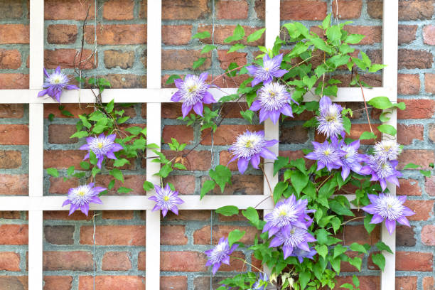 Climbing Clematis