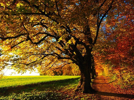 Leaves turning in the fall along side an old path.