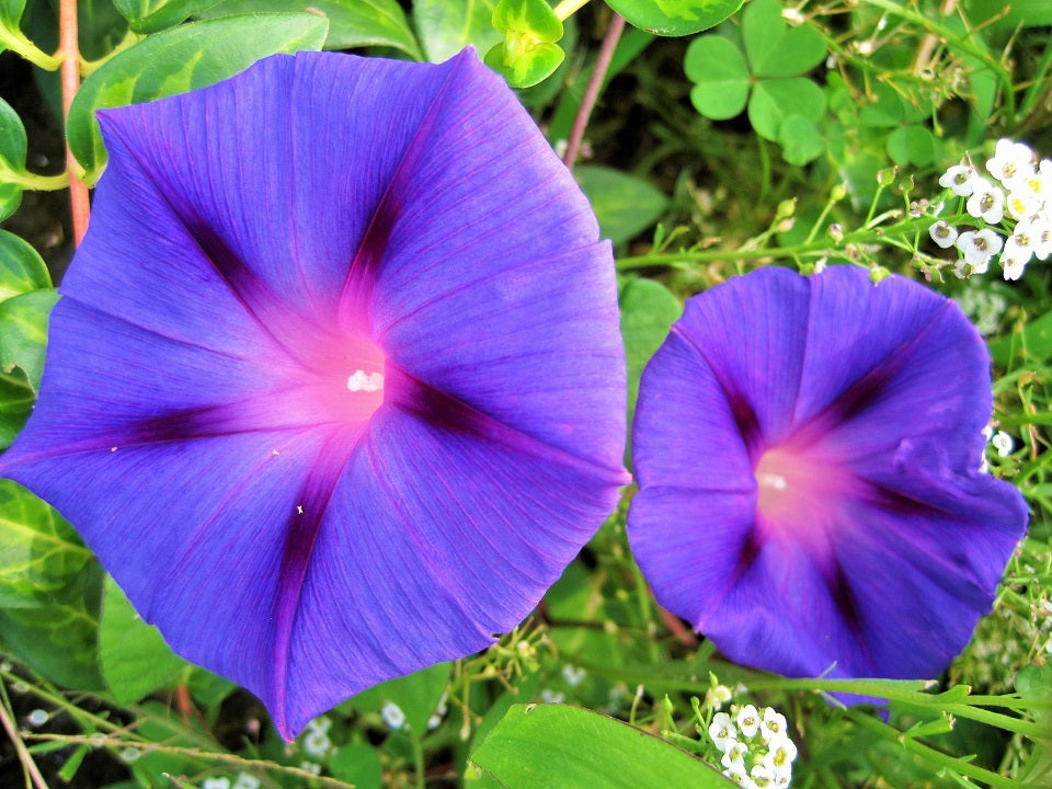 5 Climbing Plants For Your Privacy Trellis