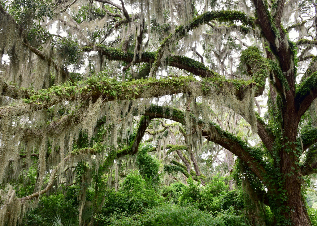 Southern Serenity: Crafting a Lush, Timeless Oasis in Your Deep South Backyard