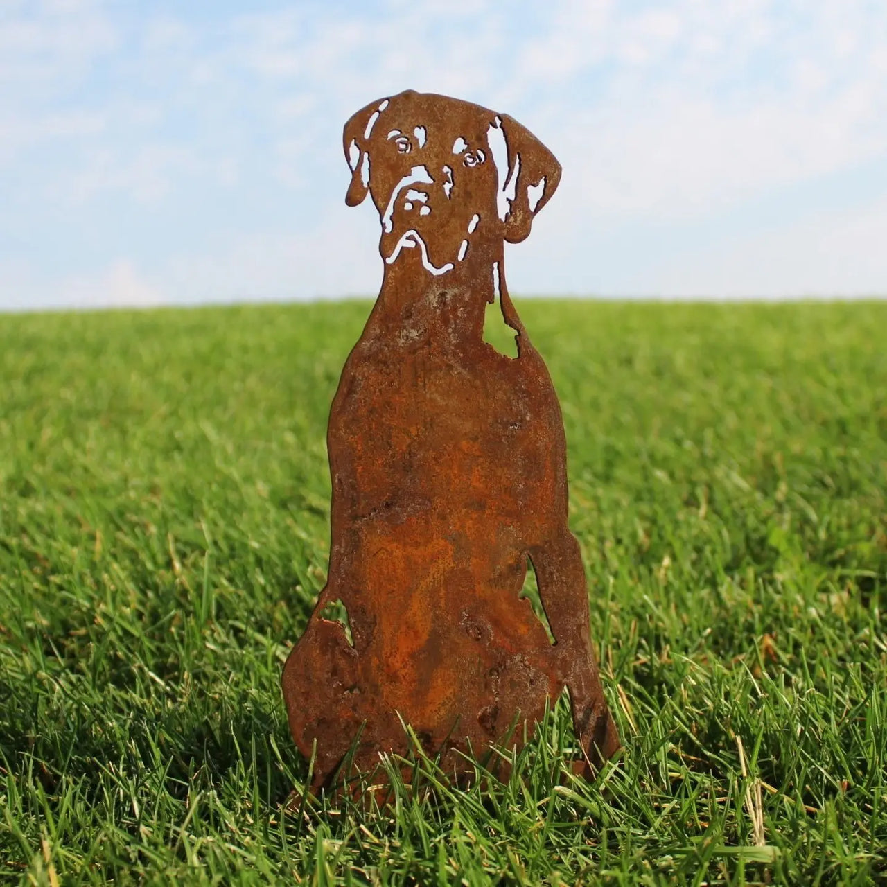 German Shorthaired Pointer